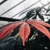 Feuille de cannabis rouge couverte de gouttes de rosée dans une serre.