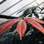 Feuille de cannabis rouge couverte de gouttes de rosée dans une serre.