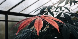Feuille de cannabis rouge couverte de gouttes de rosée dans une serre.