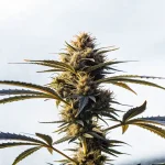 Gros plan hyper réaliste d’un bourgeon de cannabis Black Cherry avec trichomes brillants.