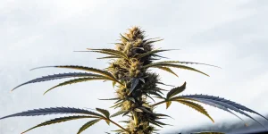 Gros plan hyper réaliste d’un bourgeon de cannabis Black Cherry avec trichomes brillants.