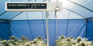 Black Domina x Scott’s OG cultivée en serre avec panneau numérique.