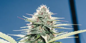 close-up of Black Jack cannabis bud with frosty trichomes and vibrant red pistils against a blue sky background