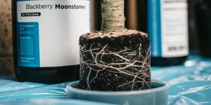 Racines d’un jeune plant de cannabis entourées de terre, placées devant une bouteille d’engrais Blackberry Moonstones.
