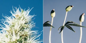 Gros plan hyperréaliste de fleurs de cannabis blanches et de jeunes pousses en germination sous un ciel bleu.