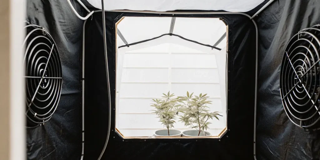 cannabis grow tent with dual fans and two young seedlings in pots