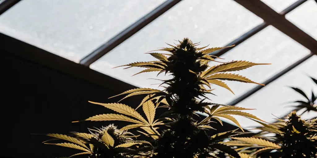 Gros plan hyperréaliste d’une plante de cannabis en intérieur montrant des bourgeons denses sous la lumière d’une serre.