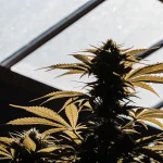 Gros plan hyperréaliste d’une plante de cannabis en intérieur montrant des bourgeons denses sous la lumière d’une serre.