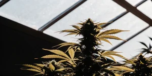 Gros plan hyperréaliste d’une plante de cannabis en intérieur montrant des bourgeons denses sous la lumière d’une serre.