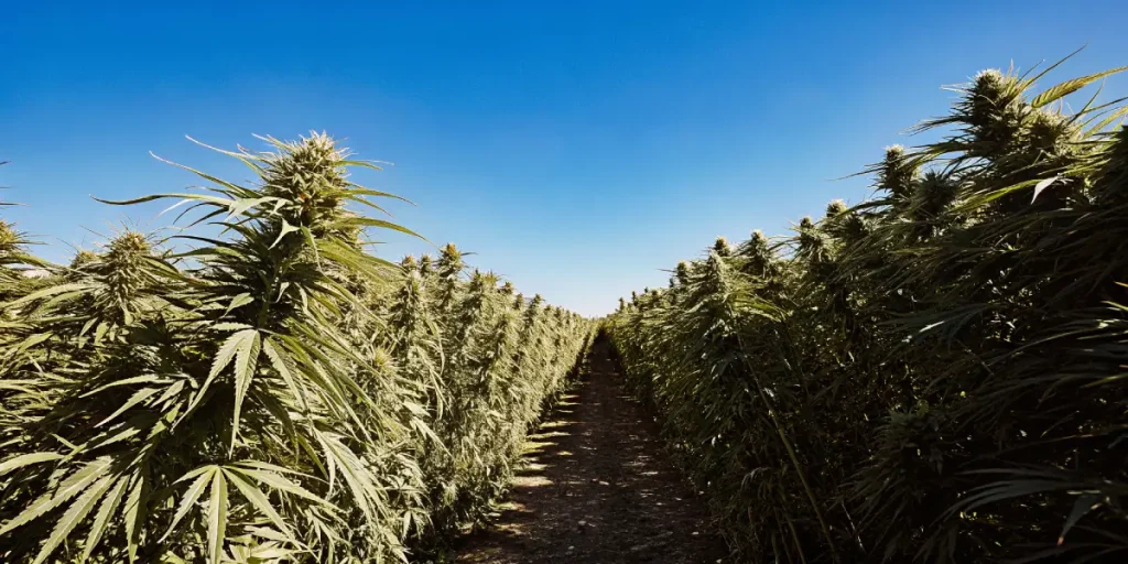 Champ de cannabis extérieur ensoleillé avec allée centrale.