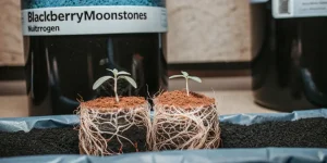 cannabis seedlings with visible root system in early growth stage