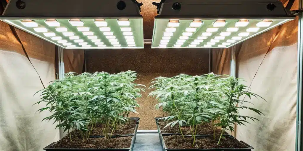 Culture intérieure de cannabis avec éclairage LED blanc intense.