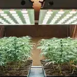Culture intérieure de cannabis avec éclairage LED blanc intense.