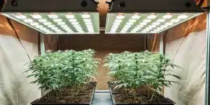 Culture intérieure de cannabis avec éclairage LED blanc intense.