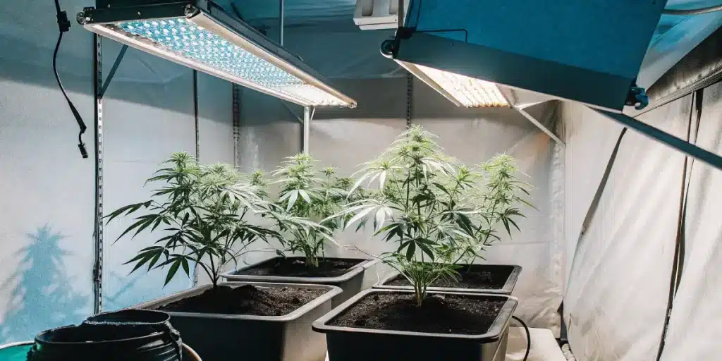 Culture intérieure de cannabis sous lampes LED bleues et rouges.