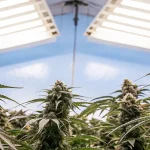 plantes de cannabis en floraison sous des lampes LED blanches dans une chambre de culture.