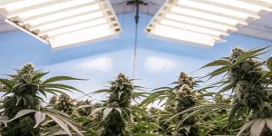 plantes de cannabis en floraison sous des lampes LED blanches dans une chambre de culture.