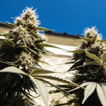 plants de Blue Fruit Autoflower cultivés en extérieur sous un ciel bleu éclatant.