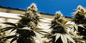 plants de Blue Fruit Autoflower cultivés en extérieur sous un ciel bleu éclatant.