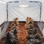 culture intérieure de Blue Colombian Rush sous lampe horticole avec système de ventilation.
