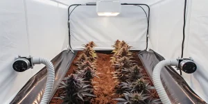 culture intérieure de Blue Colombian Rush sous lampe horticole avec système de ventilation.
