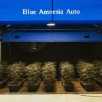 installation intérieure de culture de cannabis Blue Amnesia Auto dans une tente bleue équipée d’un éclairage artificiel.