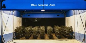 installation intérieure de culture de cannabis Blue Amnesia Auto dans une tente bleue équipée d’un éclairage artificiel.