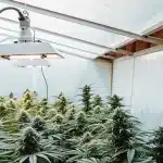 Culture intérieure de cannabis avec lampe blanche suspendue.
