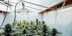 Culture intérieure de cannabis avec lampe blanche suspendue.