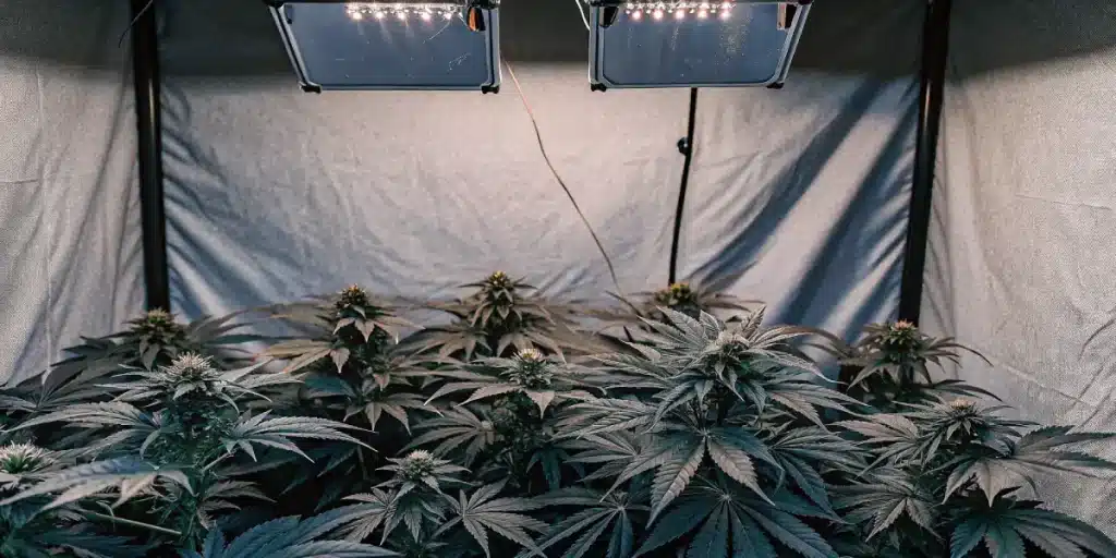 indoor cannabis plants under LED grow lights in flowering stage