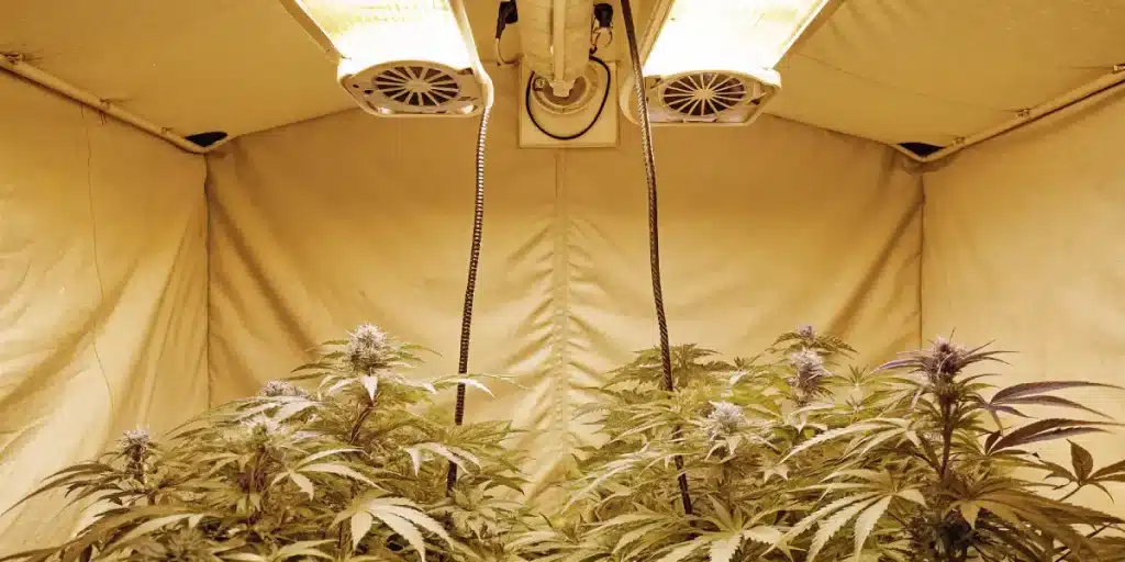 cannabis plants growing in indoor grow tent with yellow LED lights
