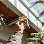 Main levant un sachet transparent rempli de graines de cannabis dans une serre lumineuse
