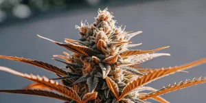 Gros plan hyperréaliste d’un bourgeon de cannabis orange recouvert de trichomes brillants.