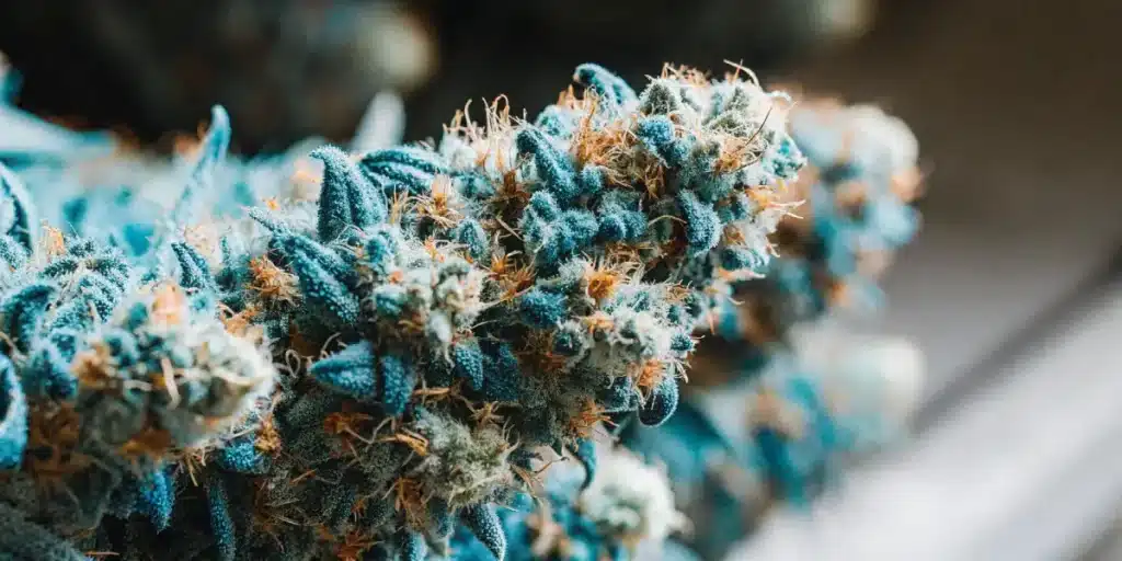 gros plan sur des bourgeons de cannabis bleutés recouverts de trichomes et de pistils orangés.