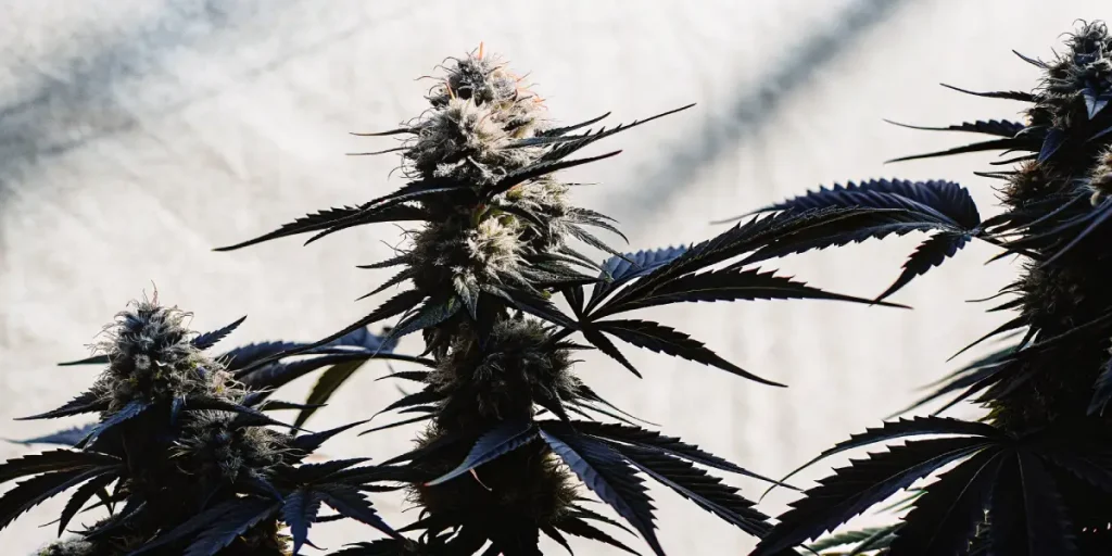 gros plan d’un bourgeon de Blue Fruit Autoflower avec des feuilles sombres et des trichomes visibles.