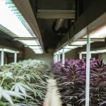 High-tech indoor cannabis cultivation room with advanced LED grow lights and purple-leaf strains.