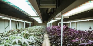 High-tech indoor cannabis cultivation room with advanced LED grow lights and purple-leaf strains.