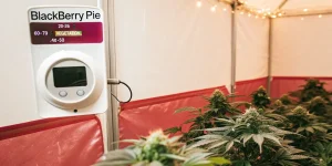 indoor Blackberry Pie cannabis plants growing under controlled tent conditions with humidity and temperature monitor