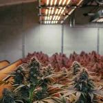 indoor cannabis grow room with LED lights and flowering plants