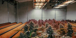 indoor cannabis grow room with LED lights and flowering plants