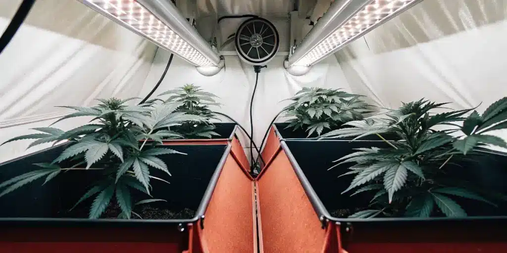 Culture de cannabis en intérieur sous lampes LED dans une tente de culture moderne.