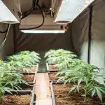 Indoor cannabis grow tent with young plants under LED lights