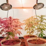 Indoor cannabis grow tent with young marijuana plants under LED lights in white pots.