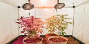 Indoor cannabis grow tent with young marijuana plants under LED lights in white pots.