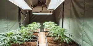 Indoor cannabis grow tent with young plants under LED lights
