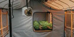 indoor cannabis grow tent setup with ventilation fan and young plants in trays