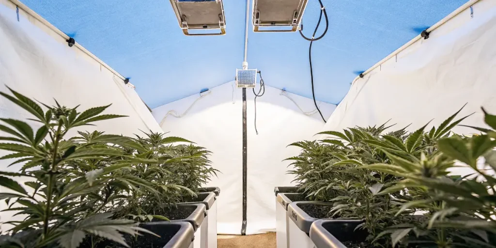 Plantes de cannabis en intérieur avec système de ventilation et pots organisés.