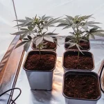 Indoor cannabis seedlings growing in pots inside a reflective grow tent with ventilation system.