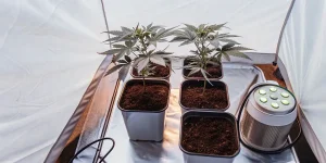 Indoor cannabis seedlings growing in pots inside a reflective grow tent with ventilation system.