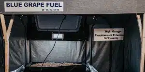 installation de culture intérieure Blue Grape Fuel avec système d’éclairage et nutriments pour la floraison.